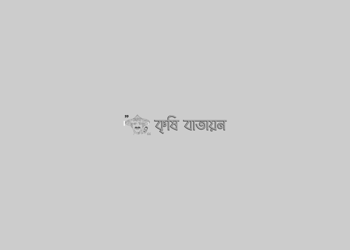 ধনিয়ার উৎপাদন প্রযুক্তি