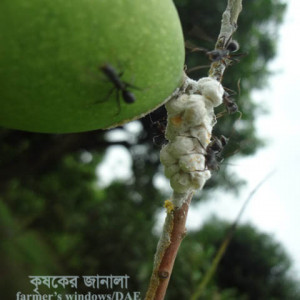 আমের কুশন স্কেল পোকা