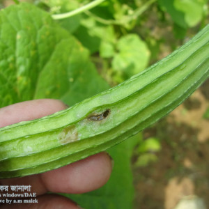 ঝিঙ্গার মাছি পোকা